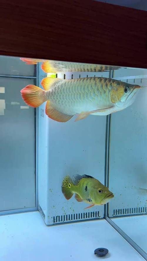 給我一些辨別印尼漁場紅龍魚的真?zhèn)螆D片，印尼漁場紅龍魚的真?zhèn)舞b別
