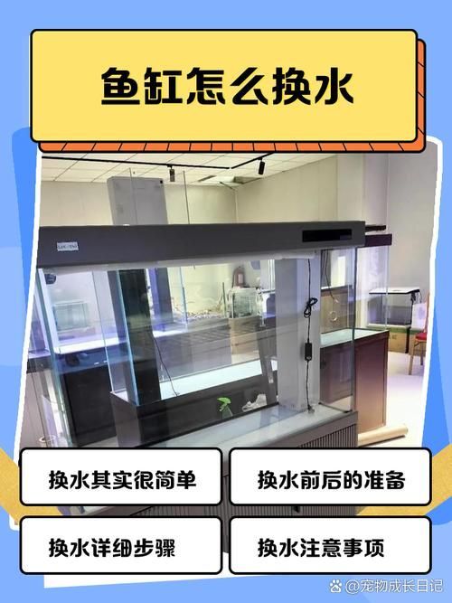如何預防龍魚鱗片潰爛傳染
