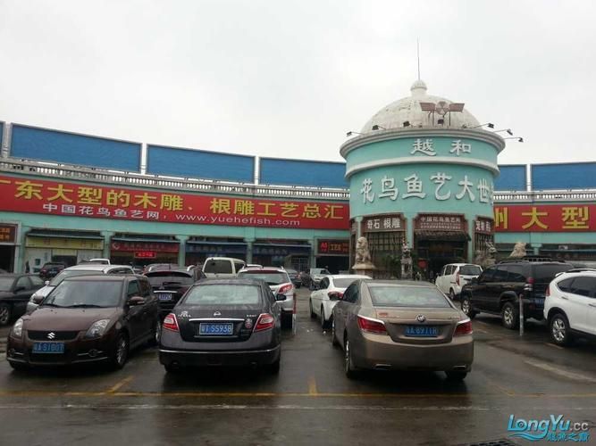 龍魚批發市場的價格波動大嗎？，龍魚批發市場價格波動大嗎龍魚批發市場價格波動大嗎