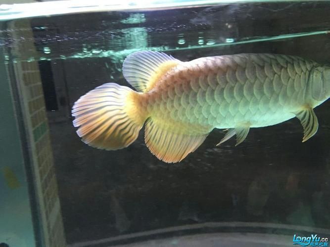 龍魚批發(fā)市場的價格波動大嗎？，龍魚批發(fā)市場價格波動大嗎龍魚批發(fā)市場價格波動大嗎
