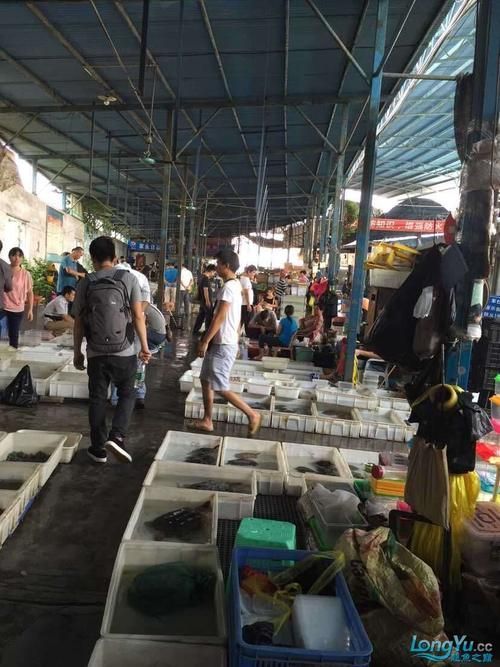 龍魚批發(fā)市場的價格波動大嗎？，龍魚批發(fā)市場價格波動大嗎龍魚批發(fā)市場價格波動大嗎