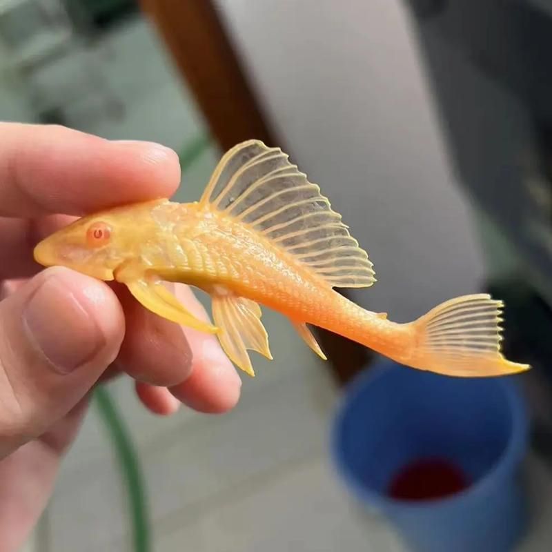 女王大帆魚的價格是多少？，女王大帆魚價格是多少女王大帆魚的價格是多少