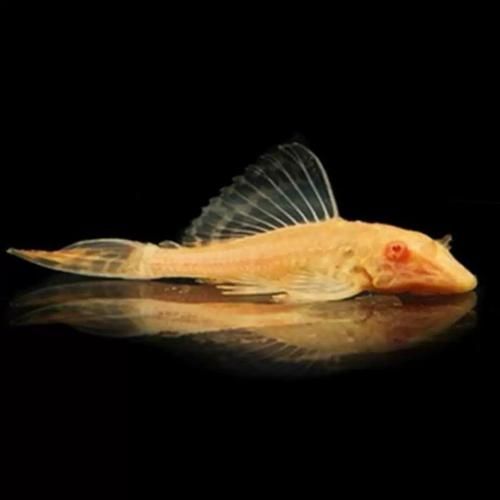 女王大帆魚的價格是多少？，女王大帆魚價格是多少女王大帆魚的價格是多少