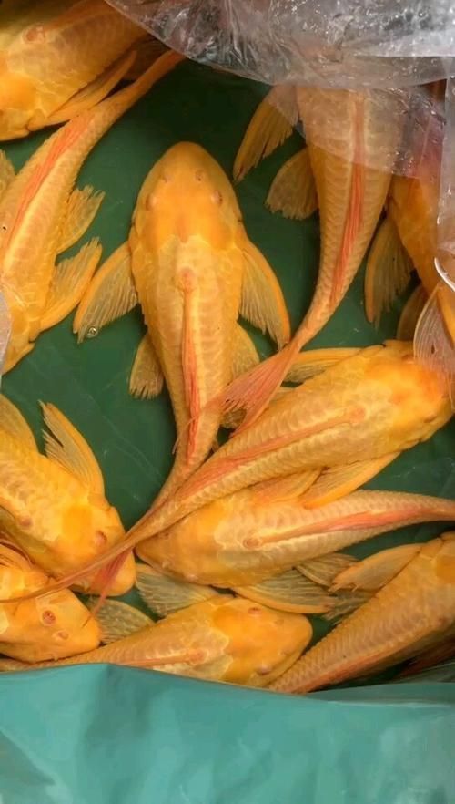 女王大帆魚的價格是多少？，女王大帆魚價格是多少女王大帆魚的價格是多少
