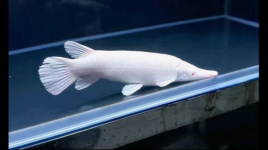 如何辨別白化火箭魚的真偽？，白化火箭魚的真偽鑒別方法，