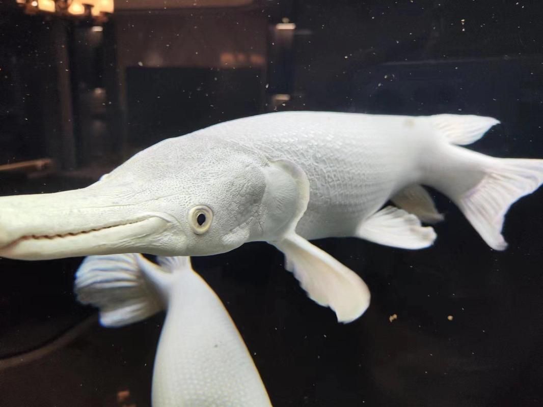 如何辨別白化火箭魚的真偽？，白化火箭魚的真偽鑒別方法，