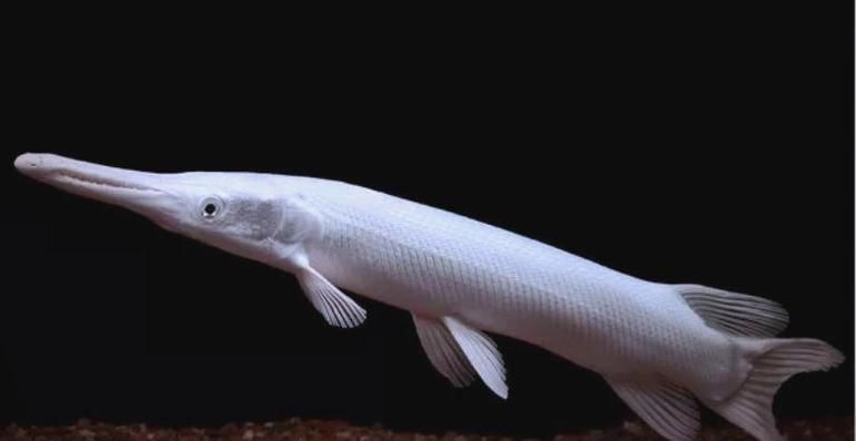 如何辨別白化火箭魚的真偽？，白化火箭魚的真偽鑒別方法，