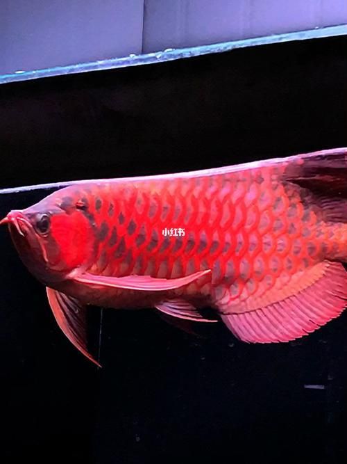 推薦一些紅龍魚高清壁紙，精選一些紅龍魚高清壁紙