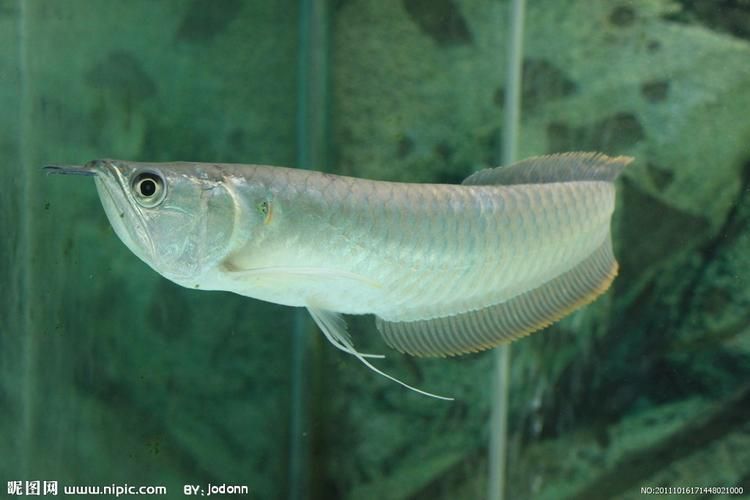 銀龍魚圖片，給我一些銀龍魚的圖片，如何區分銀龍魚的雌雄？