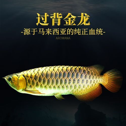 金龍魚哪個品種最珍貴？，科普系列之金龍魚哪個品種最珍貴