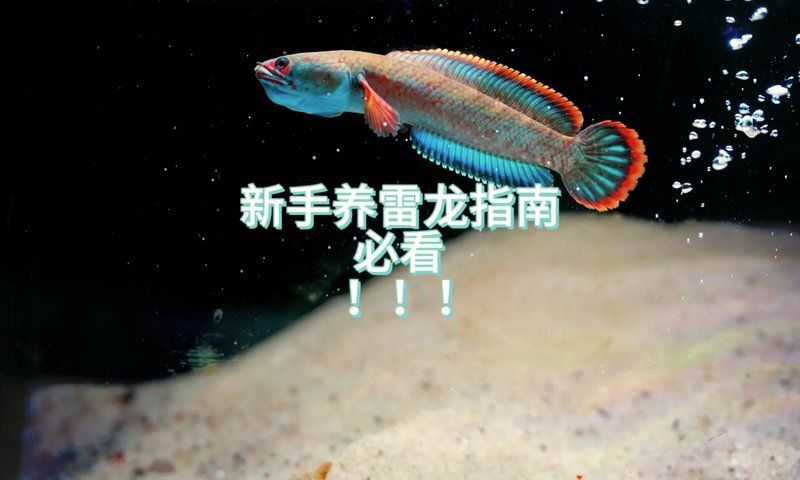 鬼王雷龍魚需要什么樣的水質環境