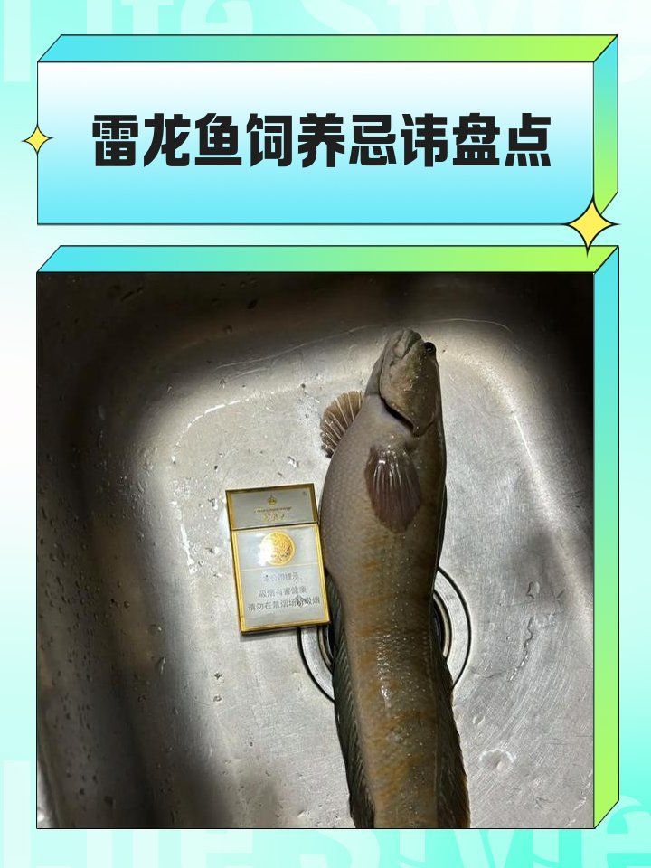 鬼王雷龍魚需要什么樣的水質環境