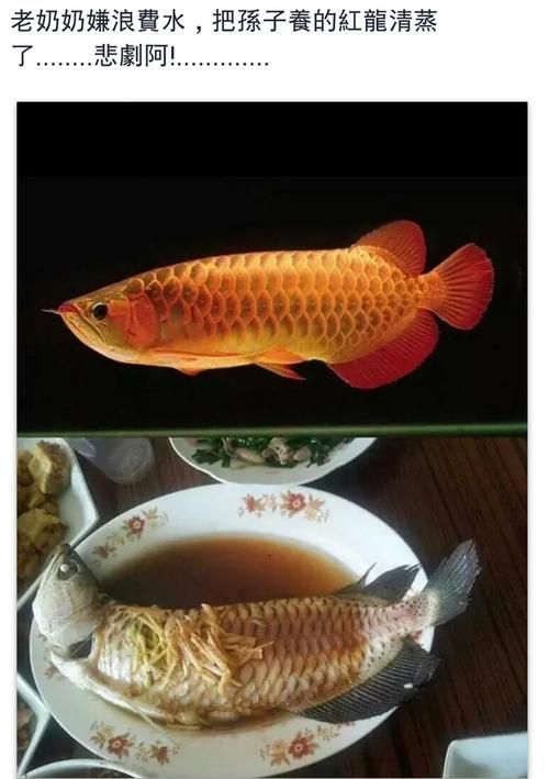 紅龍魚的最佳產(chǎn)地是哪里，原生態(tài)紅龍魚的最佳產(chǎn)地是哪里紅龍魚的最佳產(chǎn)地是哪里
