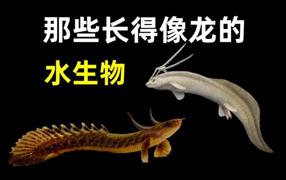 除了這些，還有哪些魚長得像龍魚？，外形神似“龍魚”的魚類，外形神似“龍”的觀賞魚類