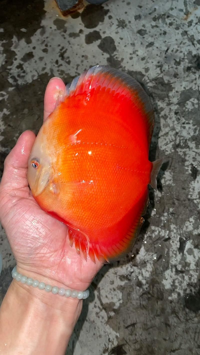 如何判斷七條魚混養是否成功，七彩神仙魚（七彩神仙魚（discus）混養成功的判斷標準