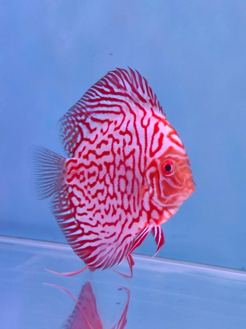如何判斷七條魚混養(yǎng)是否成功，七彩神仙魚（七彩神仙魚（discus）混養(yǎng)成功的判斷標(biāo)準(zhǔn)