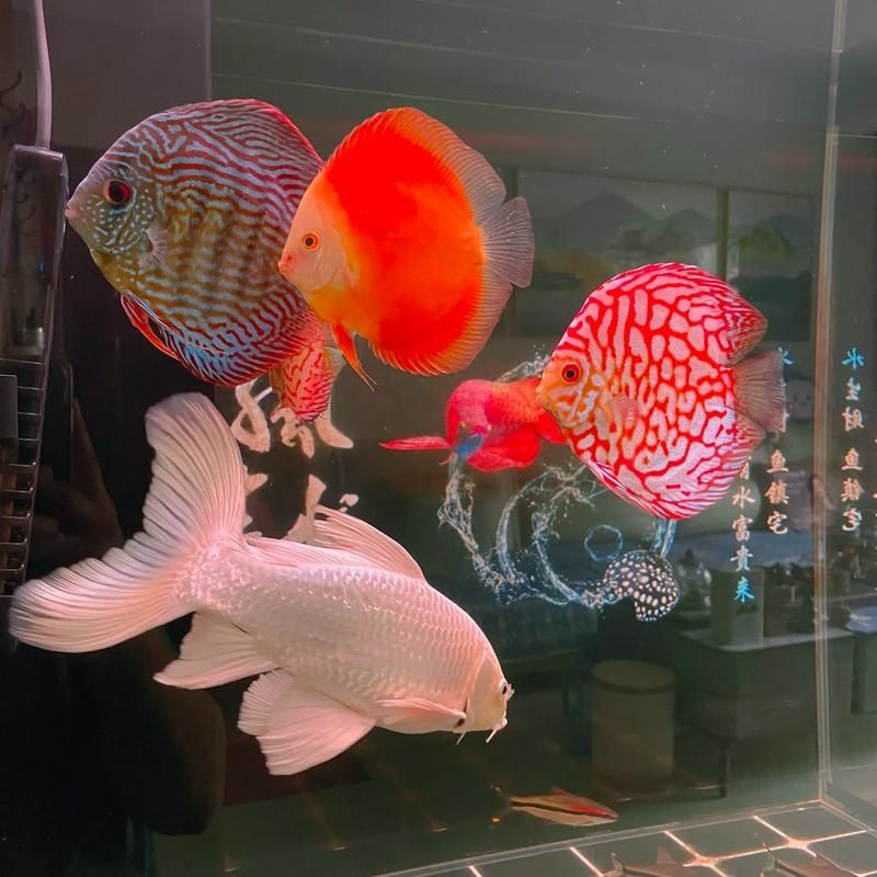 如何判斷七條魚混養是否成功，七彩神仙魚（七彩神仙魚（discus）混養成功的判斷標準
