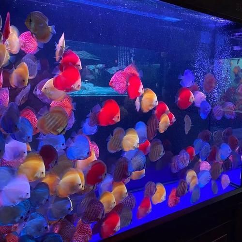 如何判斷七條魚混養(yǎng)是否成功，七彩神仙魚（七彩神仙魚（discus）混養(yǎng)成功的判斷標(biāo)準(zhǔn)