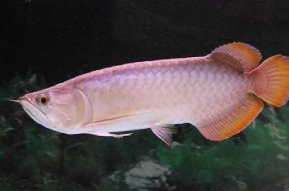 如何辨別紅龍魚苗的真假和質量？