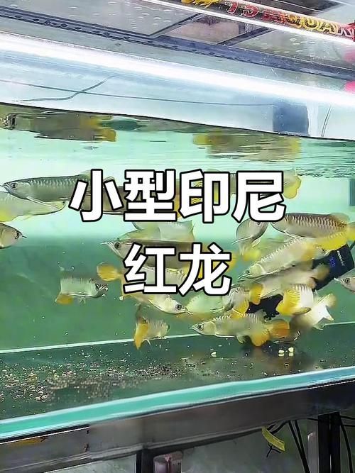 如何辨別紅龍魚苗的真假和質量？