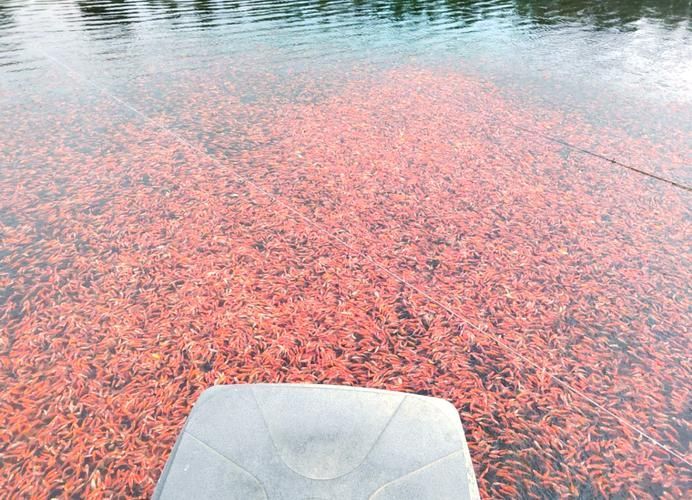 如何聯(lián)系曹妃甸的龍魚供應(yīng)商？，唐山市曹妃甸區(qū)龍魚供應(yīng)商需結(jié)合實(shí)體對(duì)接、線上渠道與合規(guī)流程