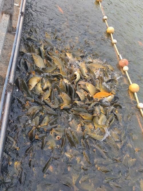 如何聯系曹妃甸的龍魚供應商？，唐山市曹妃甸區龍魚供應商需結合實體對接、線上渠道與合規流程
