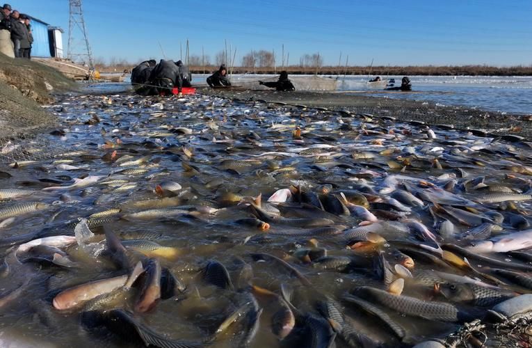 如何聯系曹妃甸的龍魚供應商？，唐山市曹妃甸區龍魚供應商需結合實體對接、線上渠道與合規流程