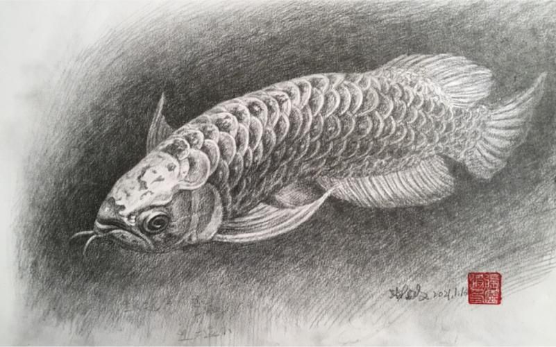 給我一些金龍魚素描的參考圖片，金龍魚素描參考圖片