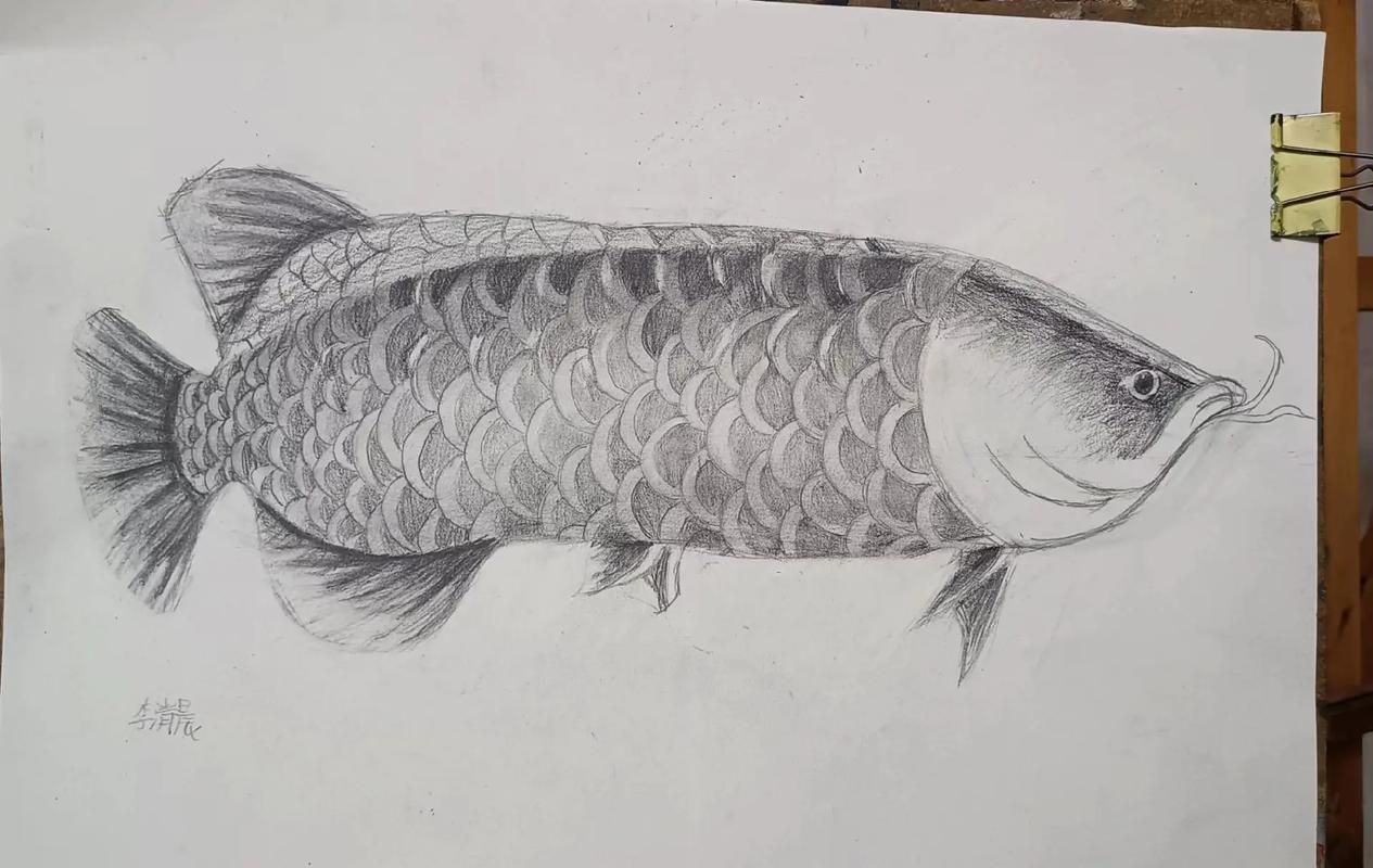 給我一些金龍魚素描的參考圖片，金龍魚素描參考圖片