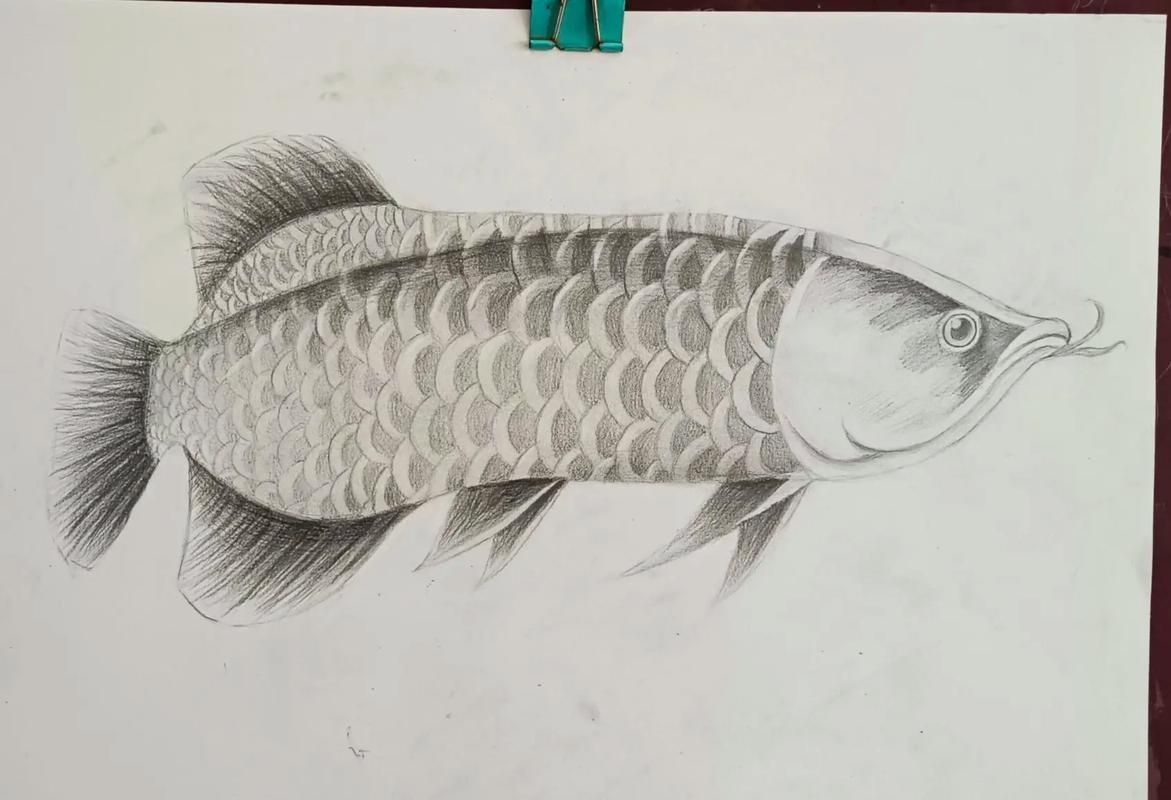 給我一些金龍魚素描的參考圖片，金龍魚素描參考圖片
