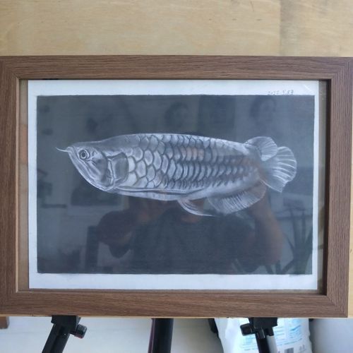 給我一些金龍魚素描的參考圖片，金龍魚素描參考圖片