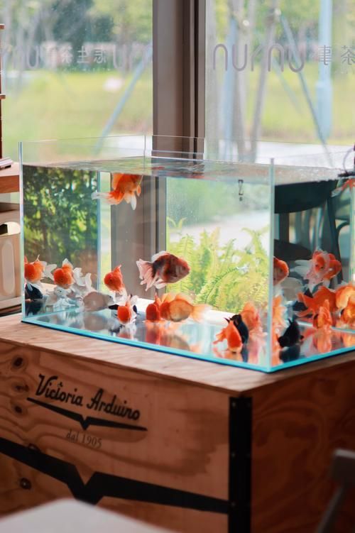 吉祥魚種養殖技巧，吉祥魚種養殖技巧詳解