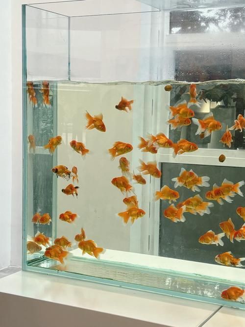 吉祥魚種養殖技巧，吉祥魚種養殖技巧詳解