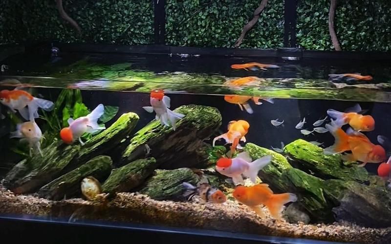 吉祥魚種養殖技巧，吉祥魚種養殖技巧詳解