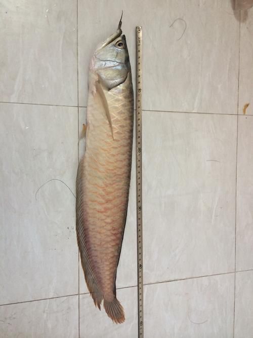 提供幾張銀龍魚爛鱗的圖片，關(guān)于銀龍魚爛鱗的圖片示例