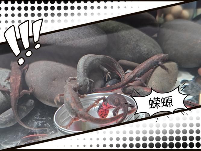 小火龍魚吃紅蟲的具體步驟是什么？，小火龍魚吃紅蟲的具體步驟