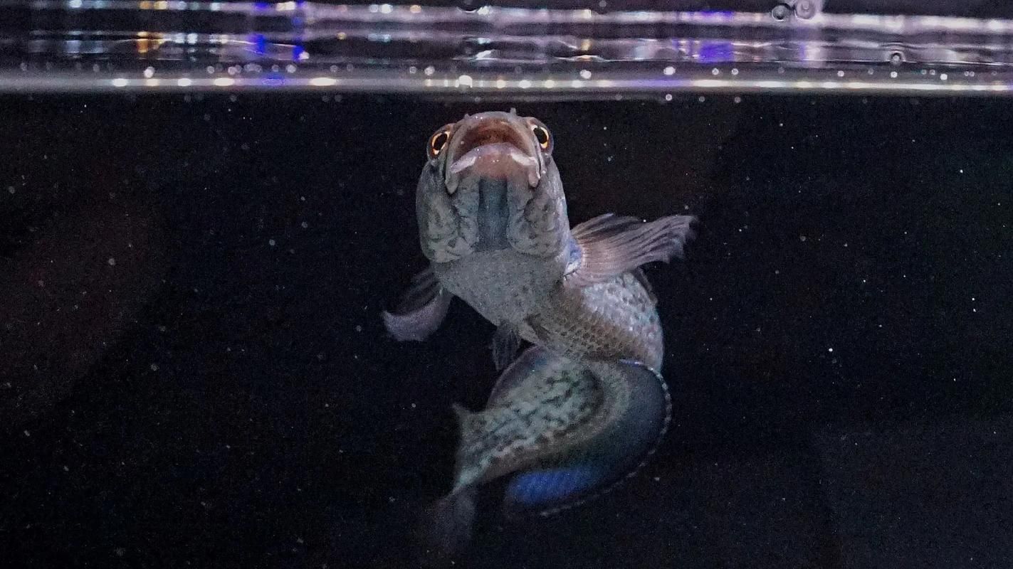 給我一些鬼王雷龍魚的圖片，關(guān)于鬼王雷龍魚的介紹