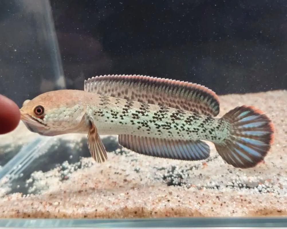 給我一些鬼王雷龍魚的圖片，關(guān)于鬼王雷龍魚的介紹