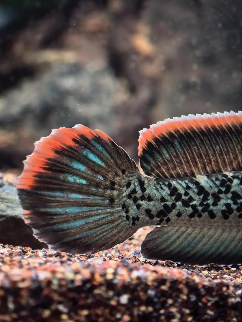 給我一些鬼王雷龍魚的圖片，關(guān)于鬼王雷龍魚的介紹