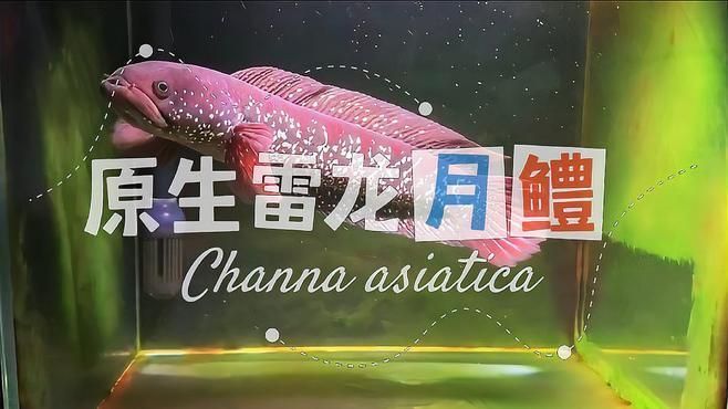 如何辨別珍珠赤雷龍和月鱧