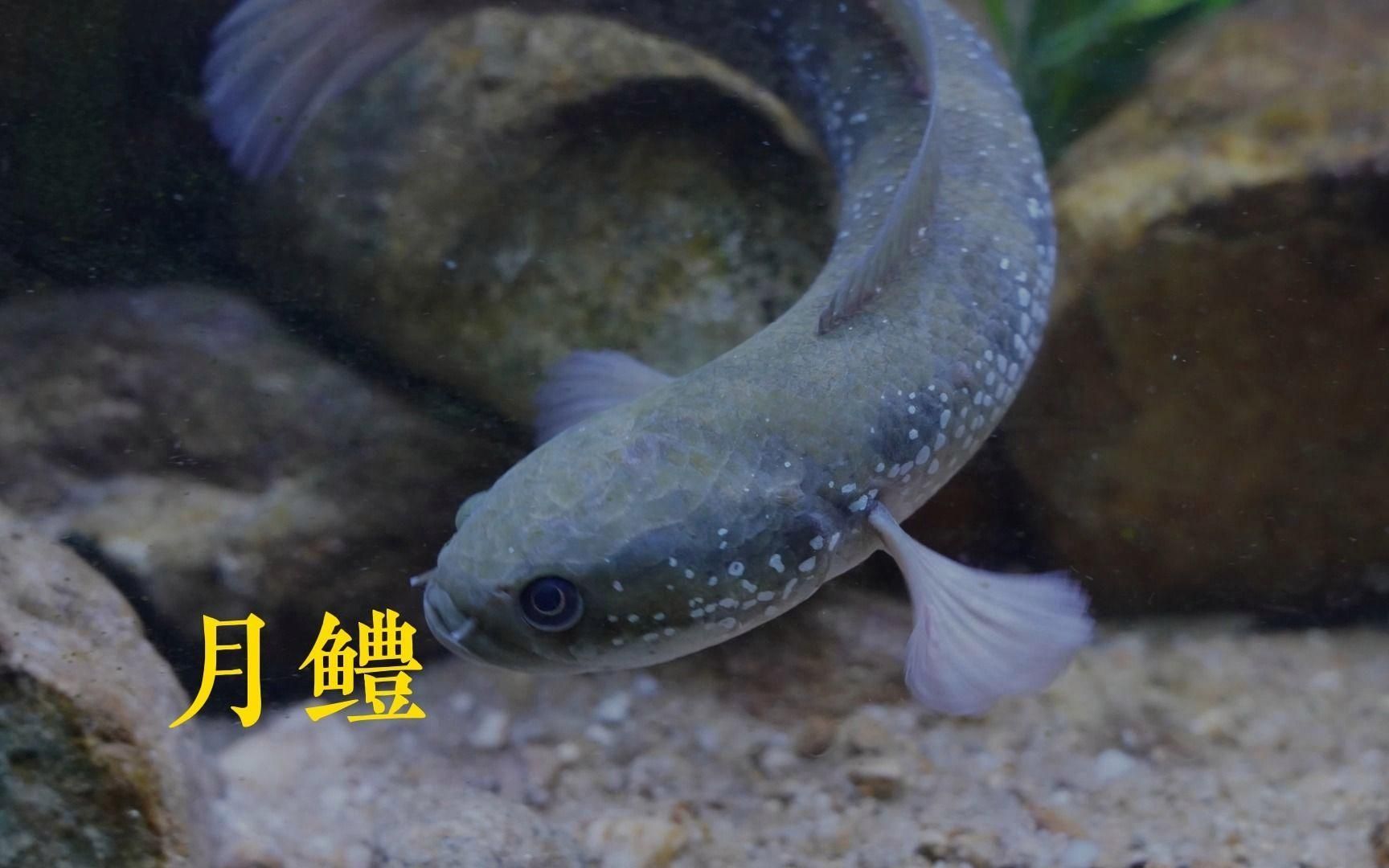 如何辨別珍珠赤雷龍和月鱧