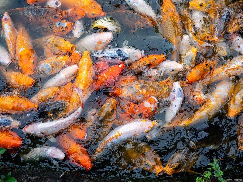 能詳細(xì)說說立鱗病的癥狀嗎，立恩諾沙星立鱗病是什么？