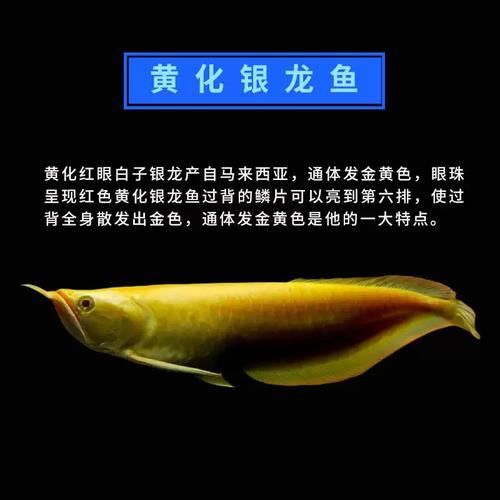 紅化白子銀龍的飼養方法有哪些？，紅化白子銀龍的飼養方法