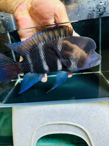 如何辨別伊巴卡魚的品相？，如何辨別伊巴卡魚的品相,伊巴卡魚（ibaka）
