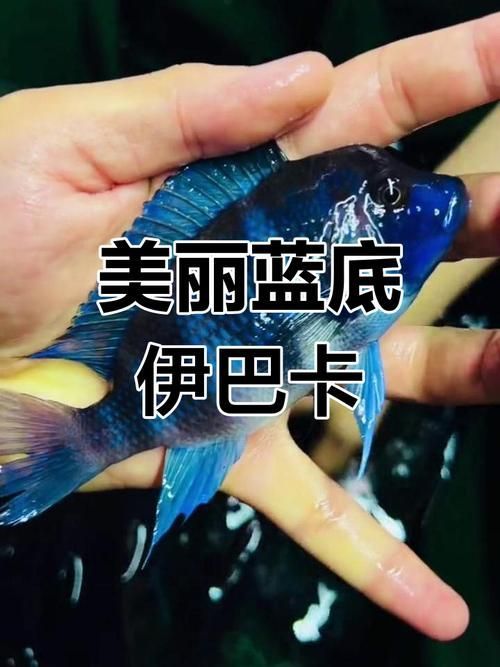 如何辨別伊巴卡魚的品相？，如何辨別伊巴卡魚的品相,伊巴卡魚（ibaka）