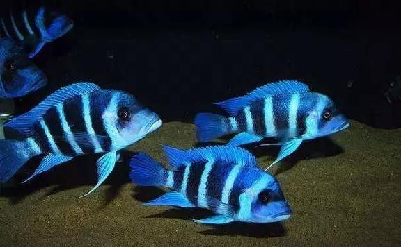 如何辨別伊巴卡魚的品相？，如何辨別伊巴卡魚的品相,伊巴卡魚（ibaka）