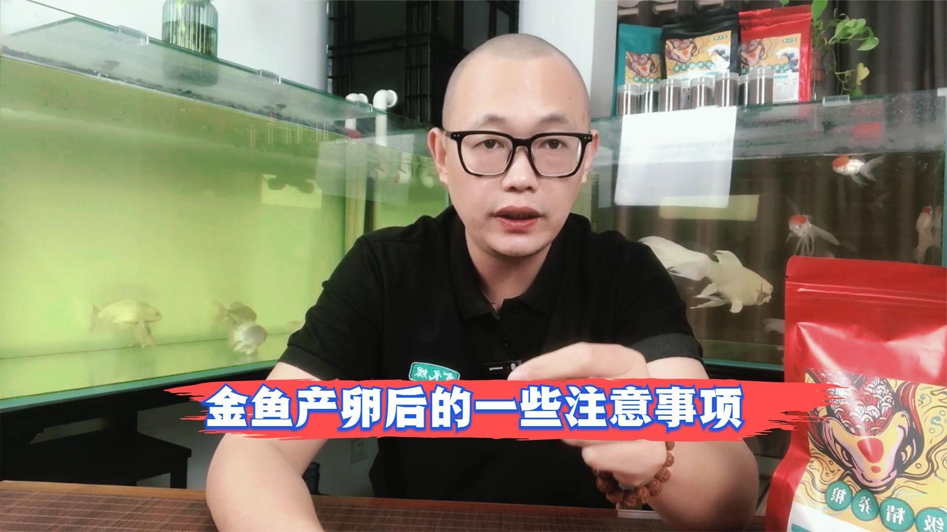 金魚產卵后如何處理，金魚產卵后多久開始喂食金魚產卵后魚卵要怎么處理