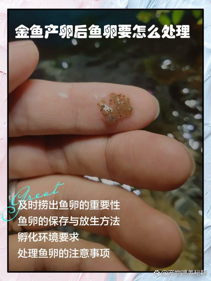 金魚產卵后如何處理，金魚產卵后多久開始喂食金魚產卵后魚卵要怎么處理