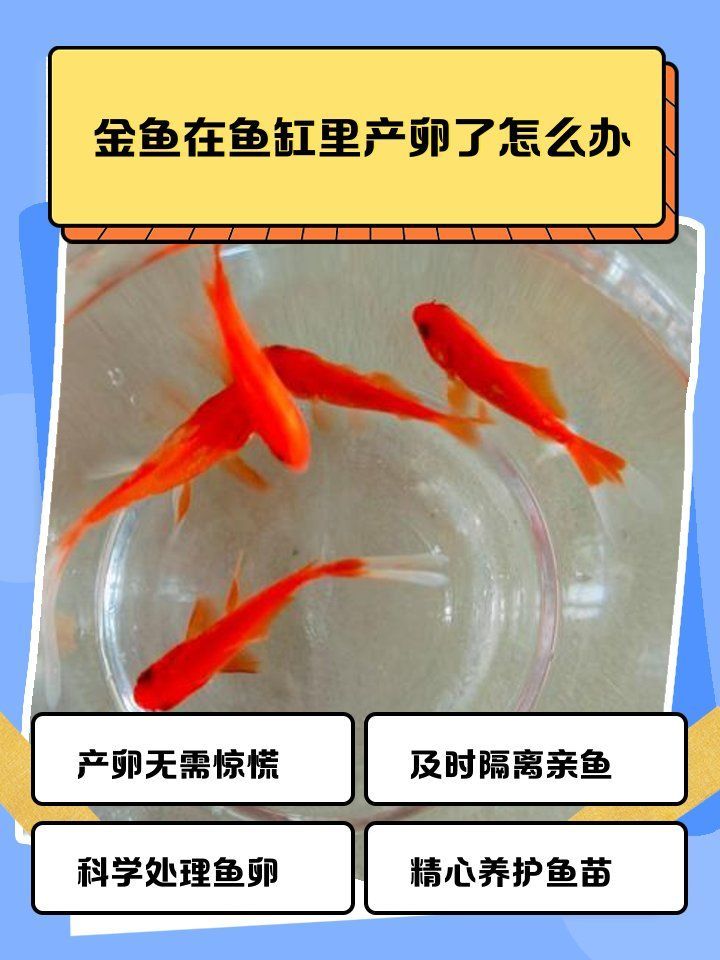 金魚產卵后如何處理，金魚產卵后多久開始喂食金魚產卵后魚卵要怎么處理