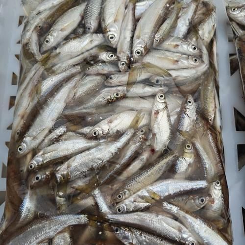如何判斷龍魚飼料是否新鮮？，如何判斷龍魚飼料新鮮度